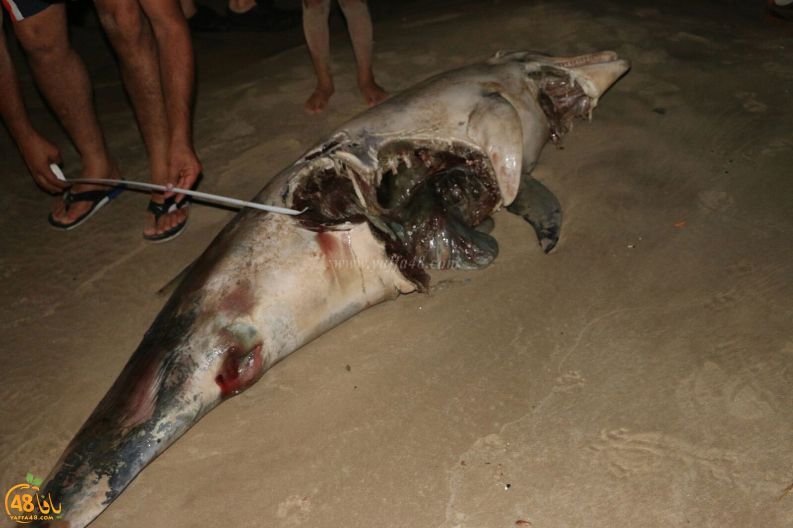 Ma3had dolphine (1).jpg